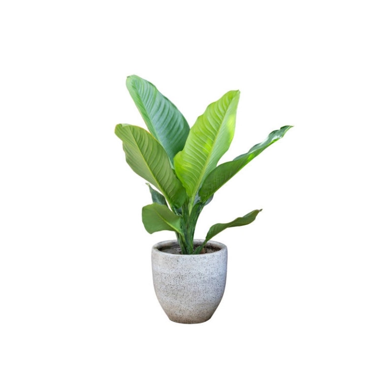 Producto modelo de testing publicado en la tienda web